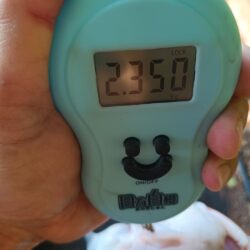 トップでショアレッド