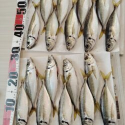 暑くてもアジ