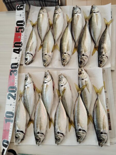 暑くてもアジ