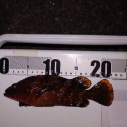 電気ウキ釣り 17