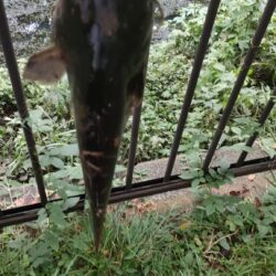 ナマズのトップウォーター