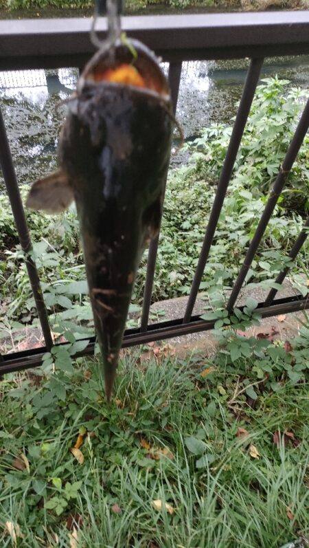 ナマズのトップウォーター