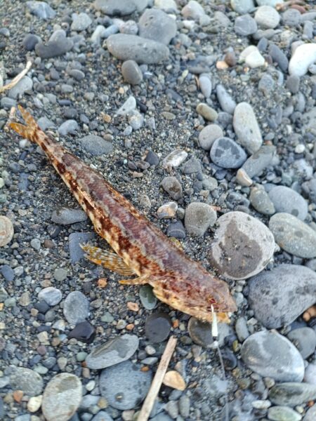 狙いはソウダガツオでしたが…