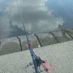 いつもの鯉釣り