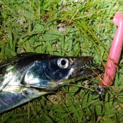カマス不在につき…