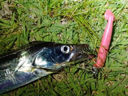 カマス不在につき…