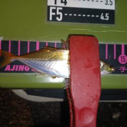 アジング18