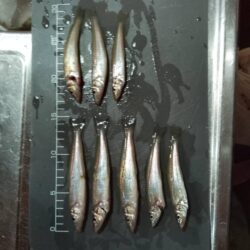 シロギス