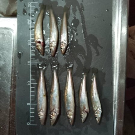 シロギス