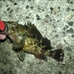 チヌ