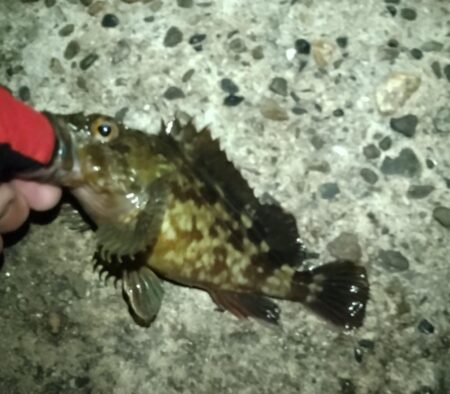 チヌ