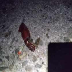 ケンサキ