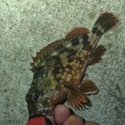 ケンサキ