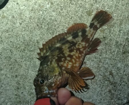 ケンサキ