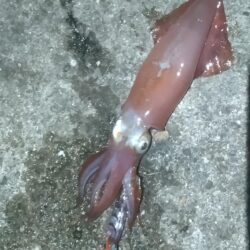 ケンサキイカ
