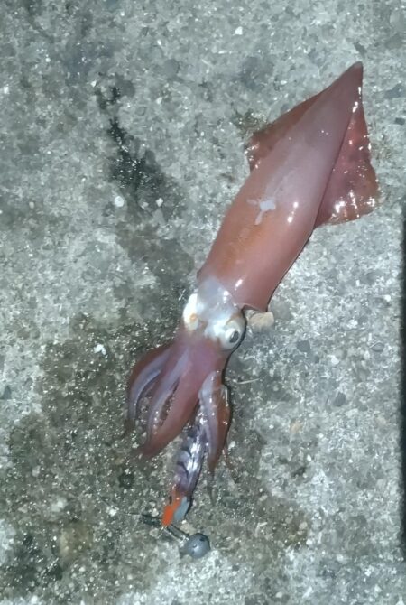 ケンサキイカ
