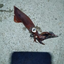 モンゴウイカ