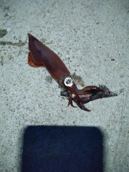 モンゴウイカ