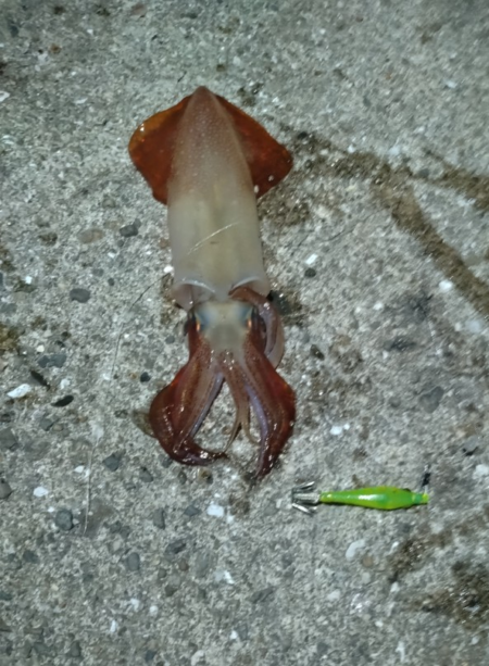 ケンサキイカ