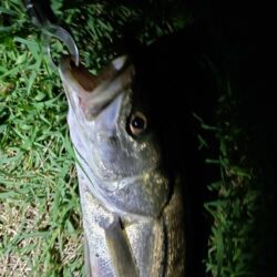 2日連続釣行