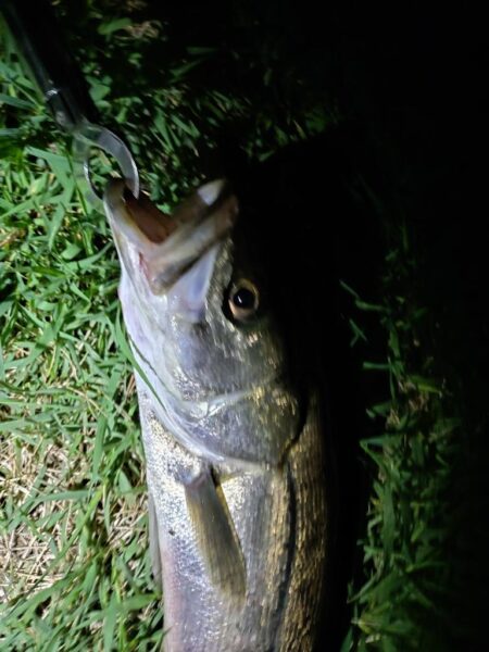 2日連続釣行