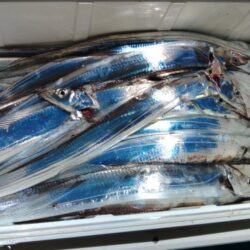 泉州丸　釣果