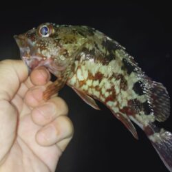 ウキ釣り根魚狙い🎣