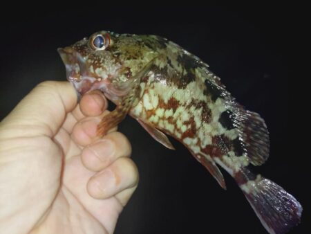 ウキ釣り根魚狙い🎣