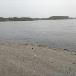 雨の中、マゴチが釣れました!