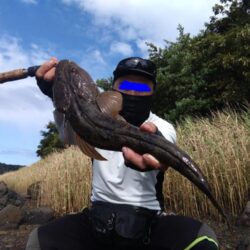 デイゲームでマゴチ50up釣れました!