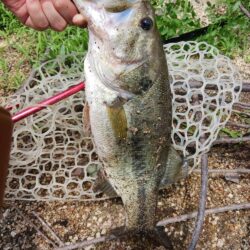 ハイプレッシャーの中、ボトムで数釣り