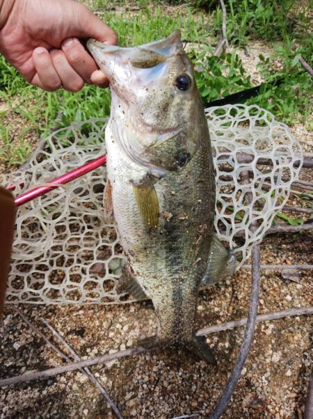 ハイプレッシャーの中、ボトムで数釣り