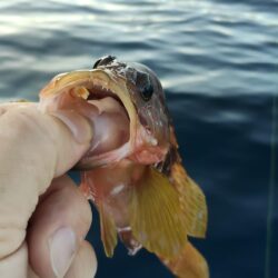 久々の釣り