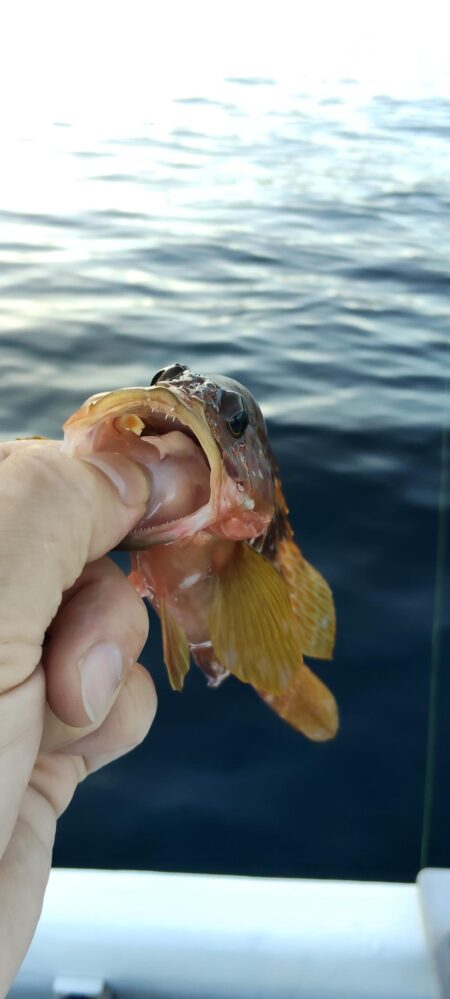 久々の釣り