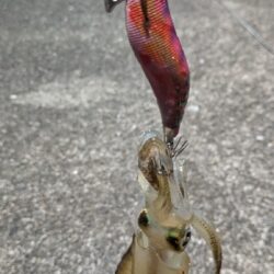 久々のエギング