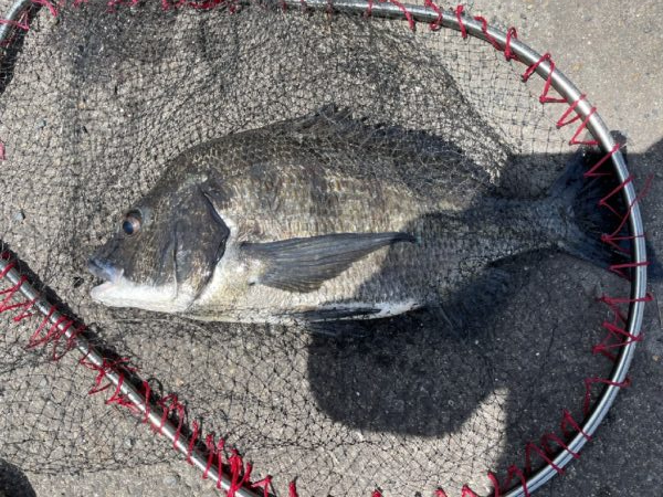 イチノ兄弟、釣果！