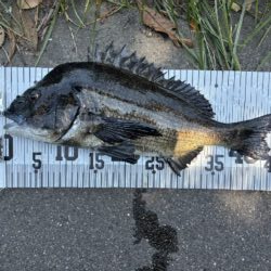 56匹