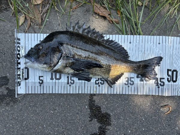 56匹