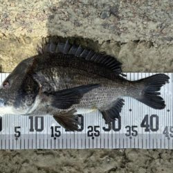 イチノ兄弟、釣果！