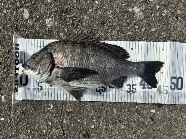 イチノ兄弟、釣果！