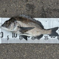 イチノ兄弟、釣果！
