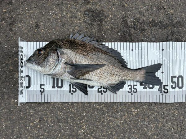 イチノ兄弟、釣果！