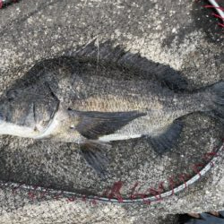 イチノ兄弟、釣果!