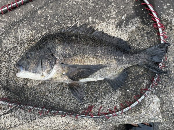 イチノ兄弟、釣果!