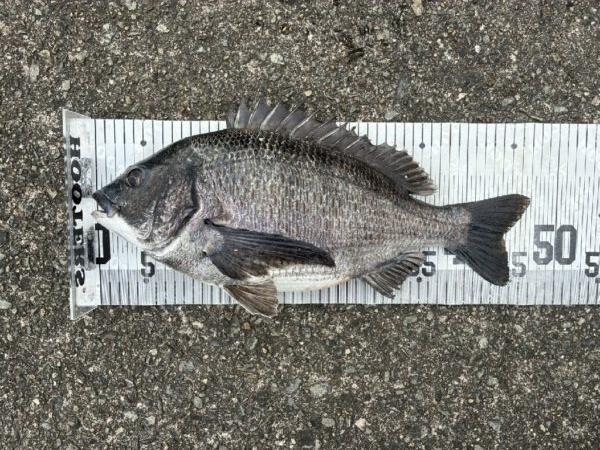 イチノ兄弟、釣果！