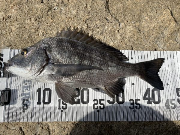 イチノ兄弟、釣果！
