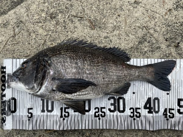 イチノ兄弟、釣果！