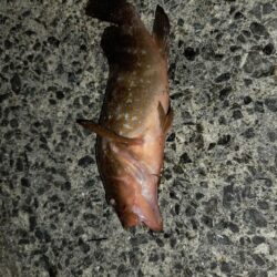 数釣り