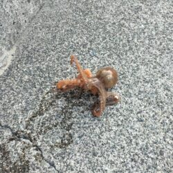 青物は不発