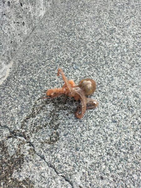 青物は不発